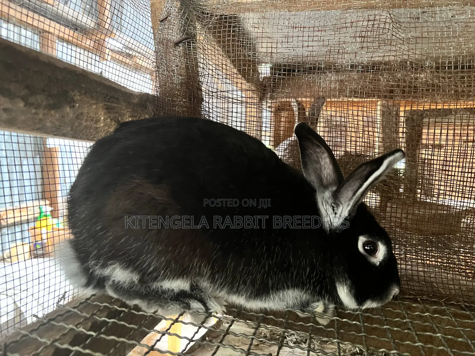 Mature Rabbits