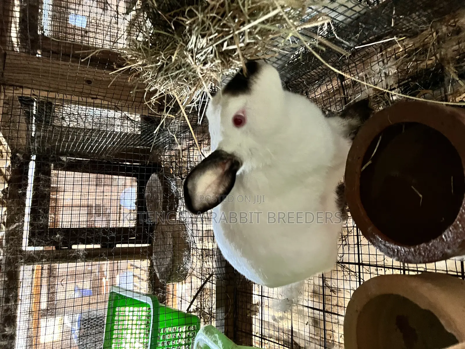 Mature Rabbits