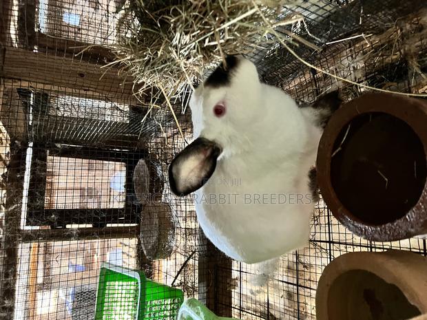 Mature Rabbits - thumbnail 18