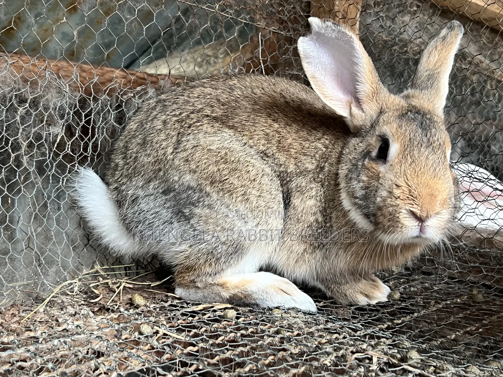 Mature Rabbits