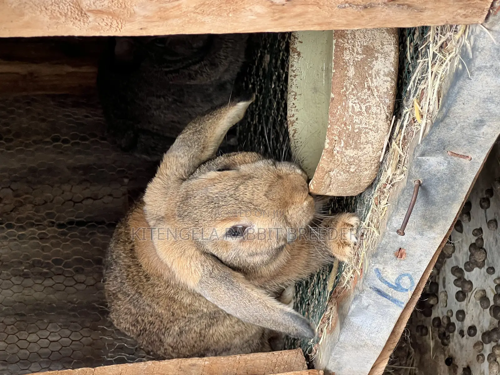 Mature Rabbits