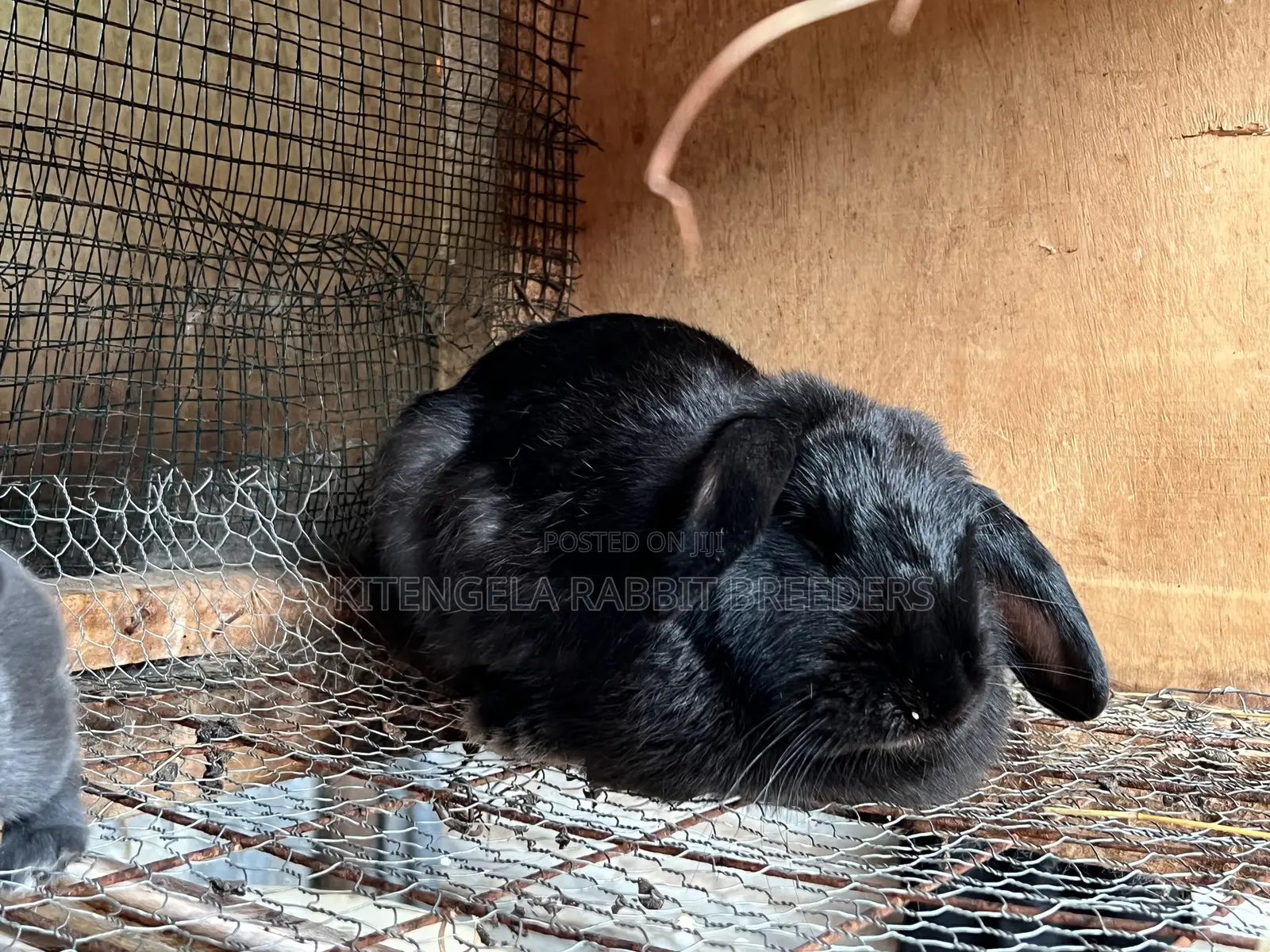 Mature Rabbits