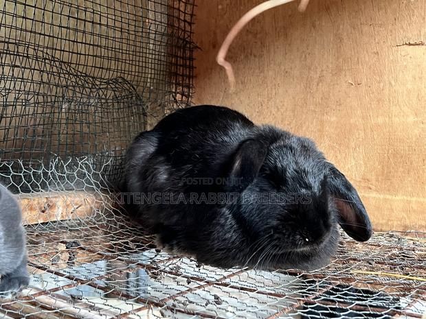 Mature Rabbits - thumbnail 10