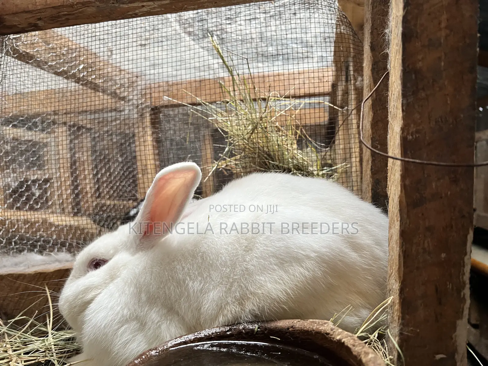 Mature Rabbits