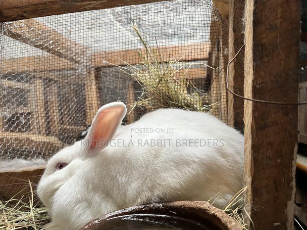 Mature Rabbits - thumbnail 20