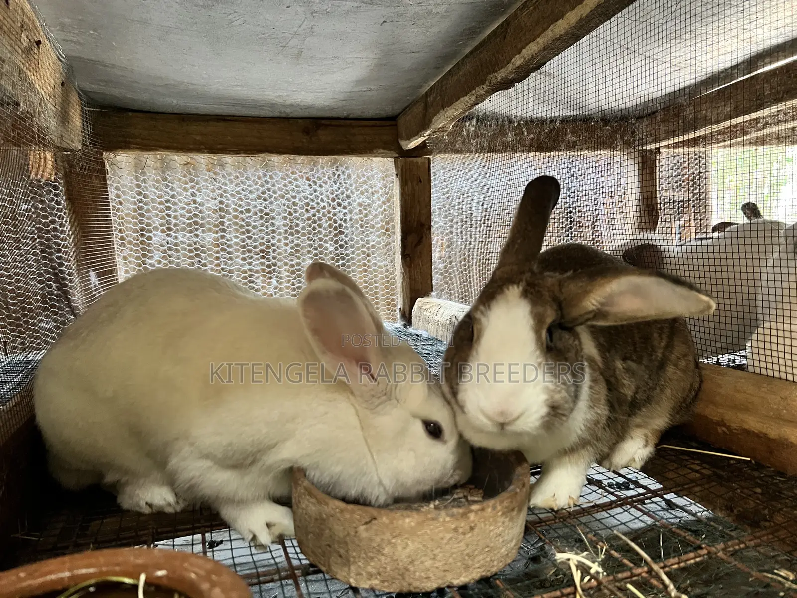 Mature Rabbits