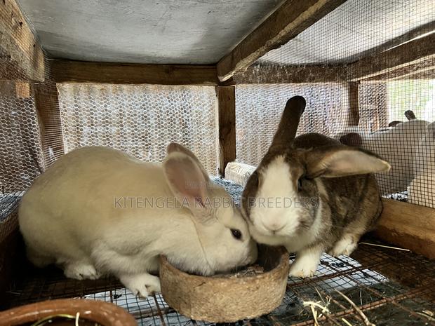 Mature Rabbits - thumbnail 12