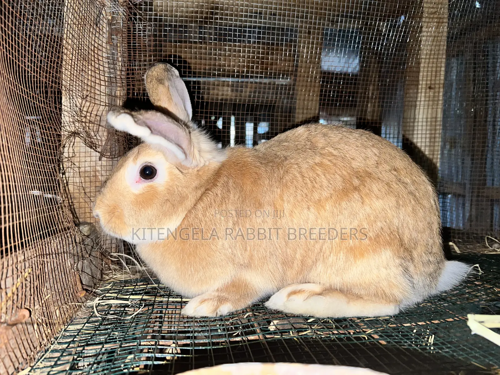 Mature Rabbits