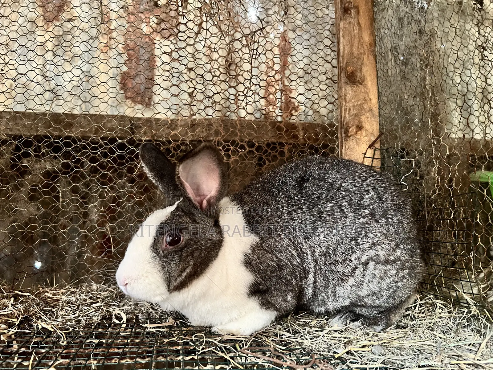 Mature Rabbits