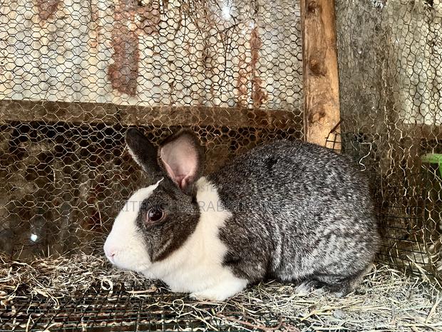 Mature Rabbits - thumbnail 21