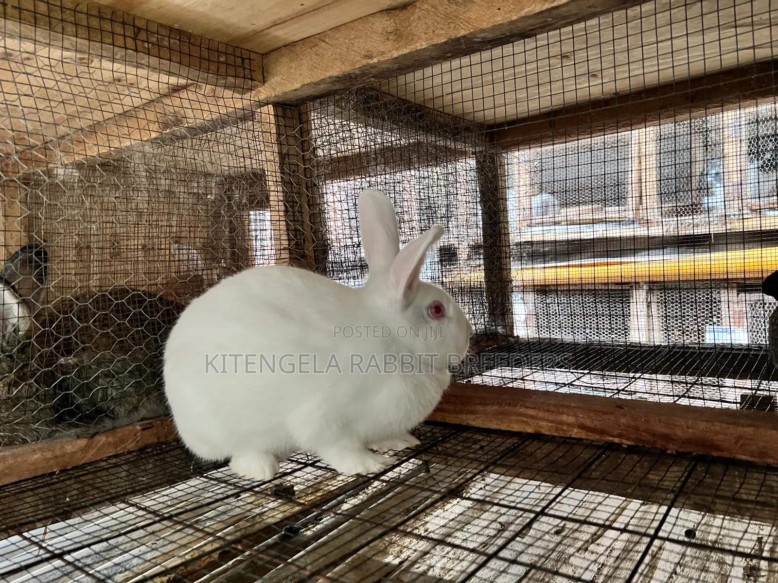 Mature Rabbits