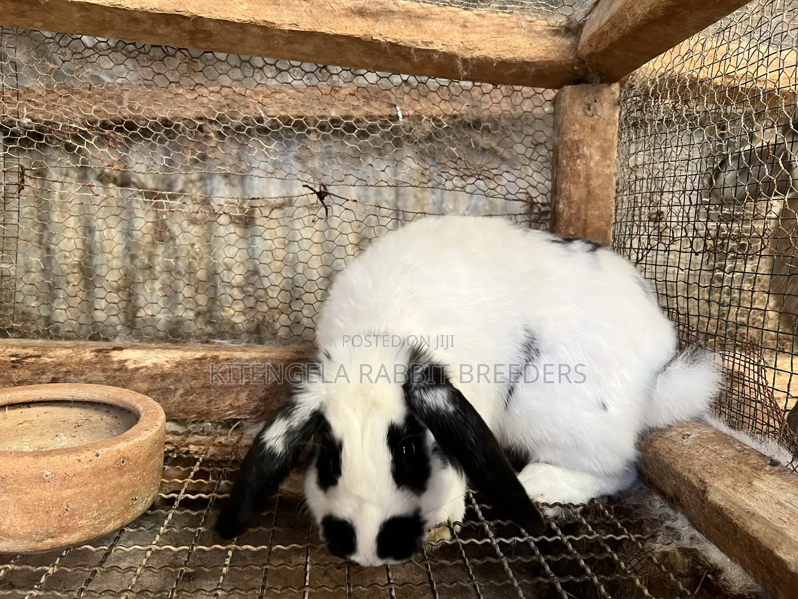 Mature Rabbits