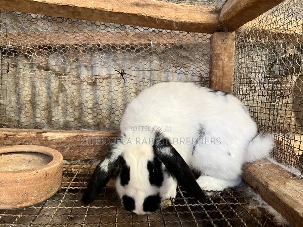 Mature Rabbits - thumbnail 15