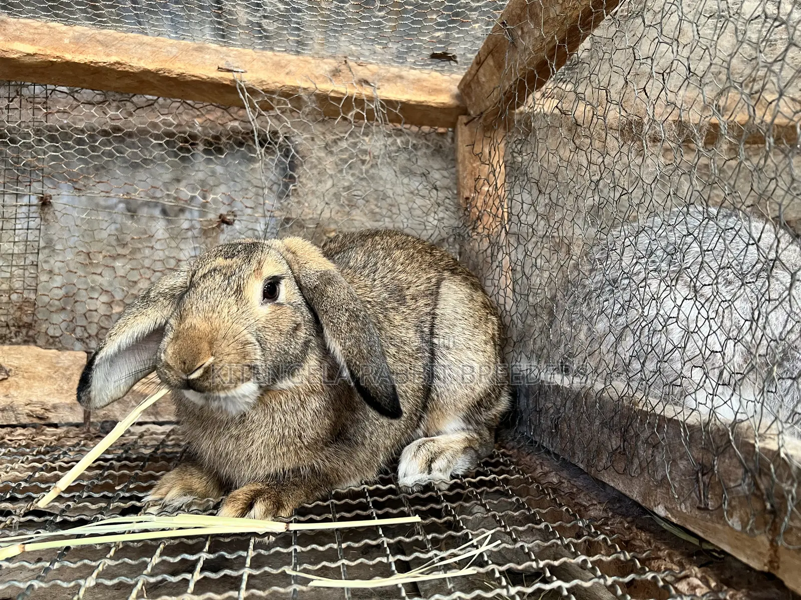 Mature Rabbits