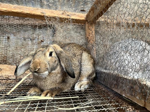 Mature Rabbits - thumbnail 16