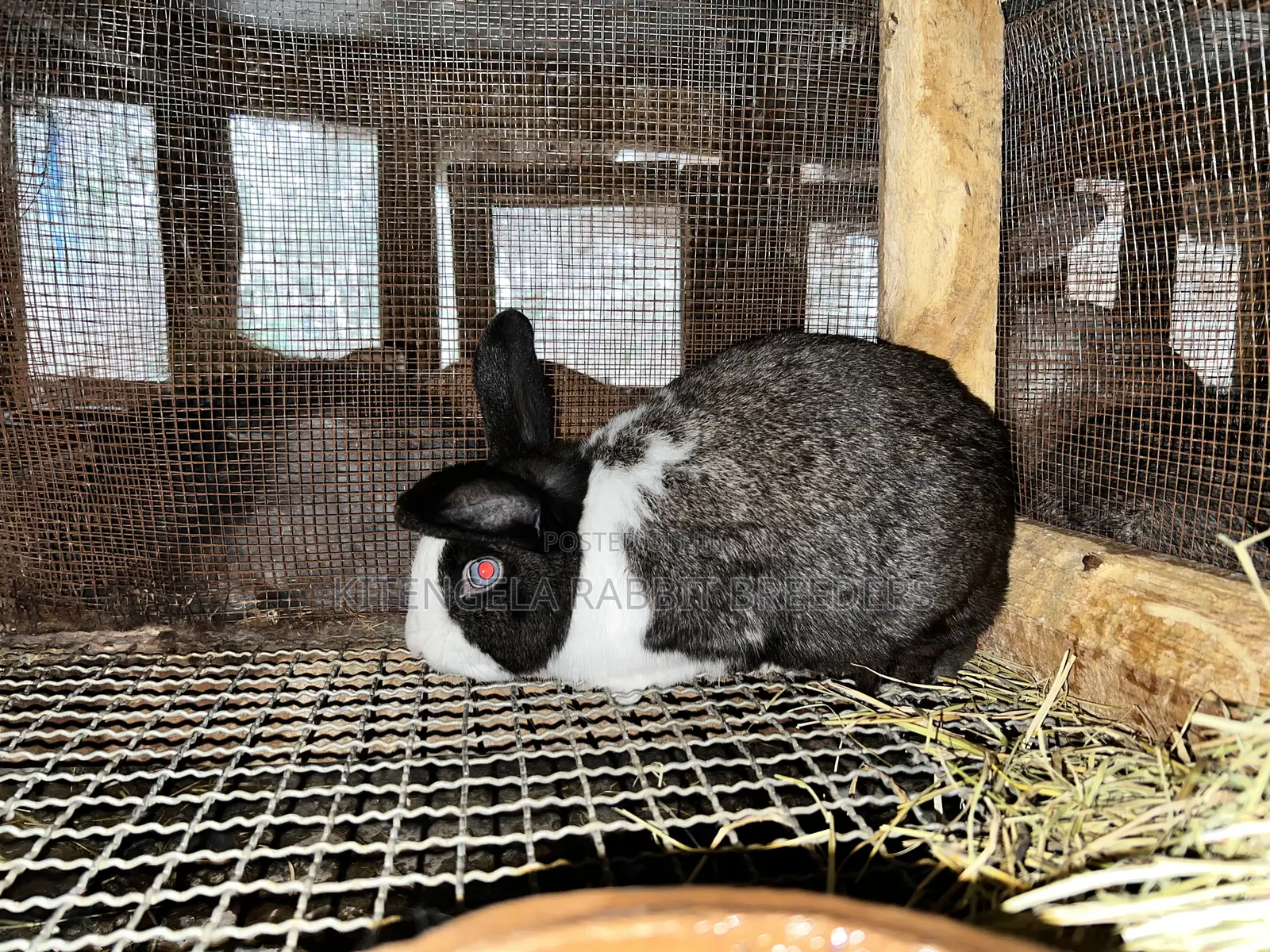 Mature Rabbits