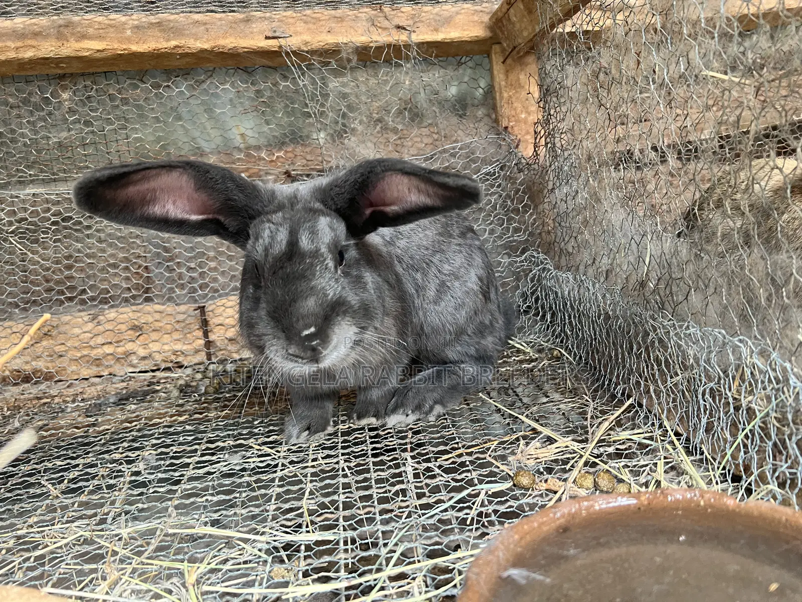 Mature Rabbits