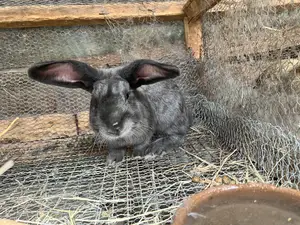Mature Rabbits