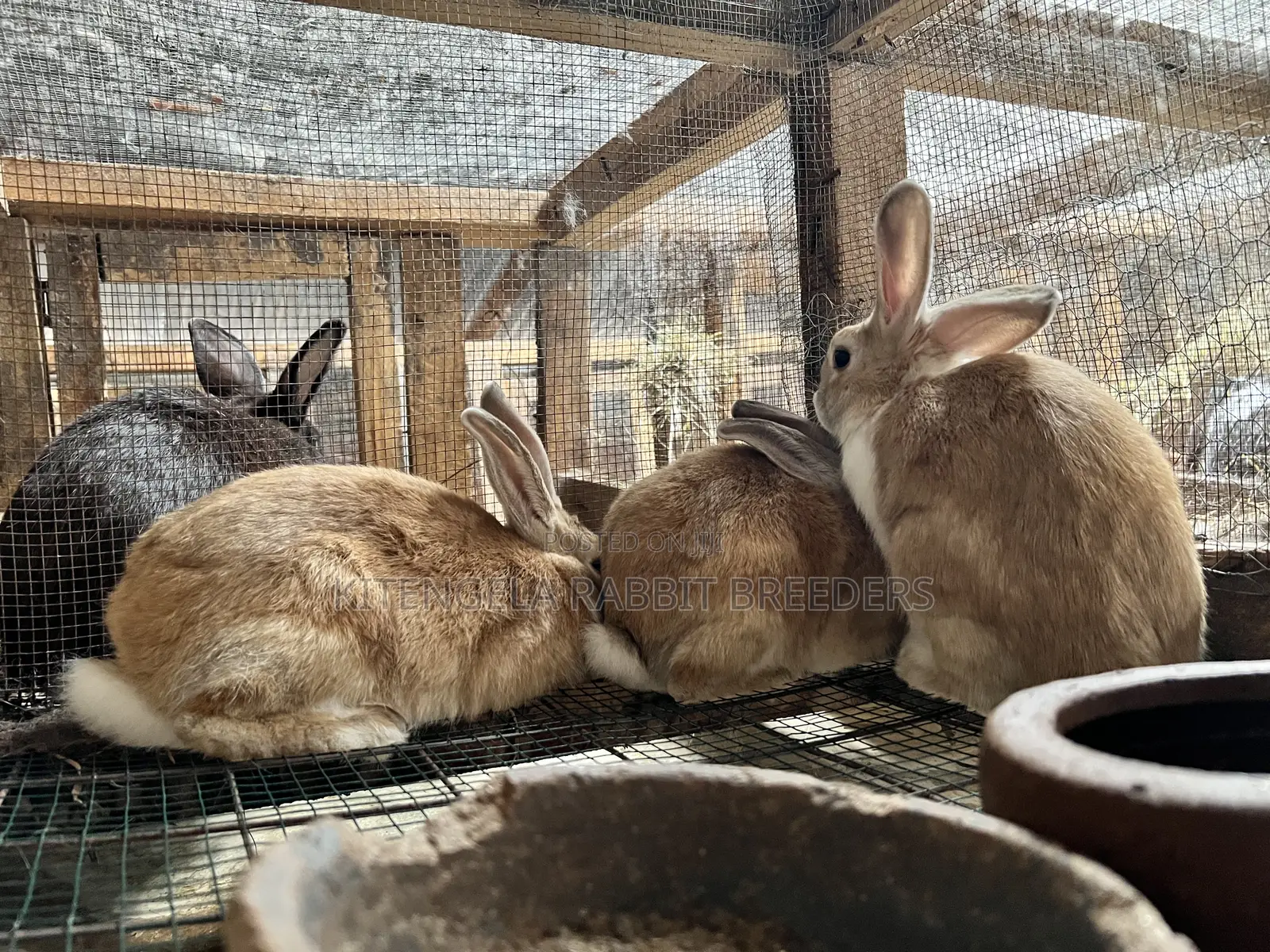 3months Rabbit Weaners