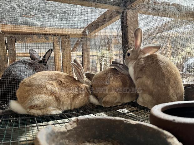 3months Rabbit Weaners - thumbnail 16