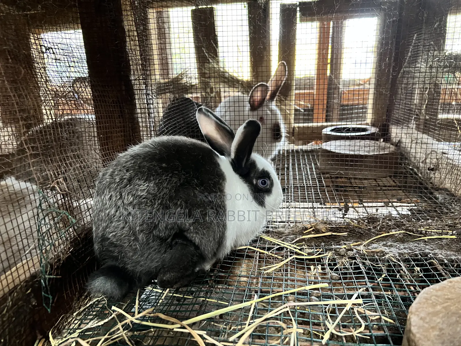 3months Rabbit Weaners