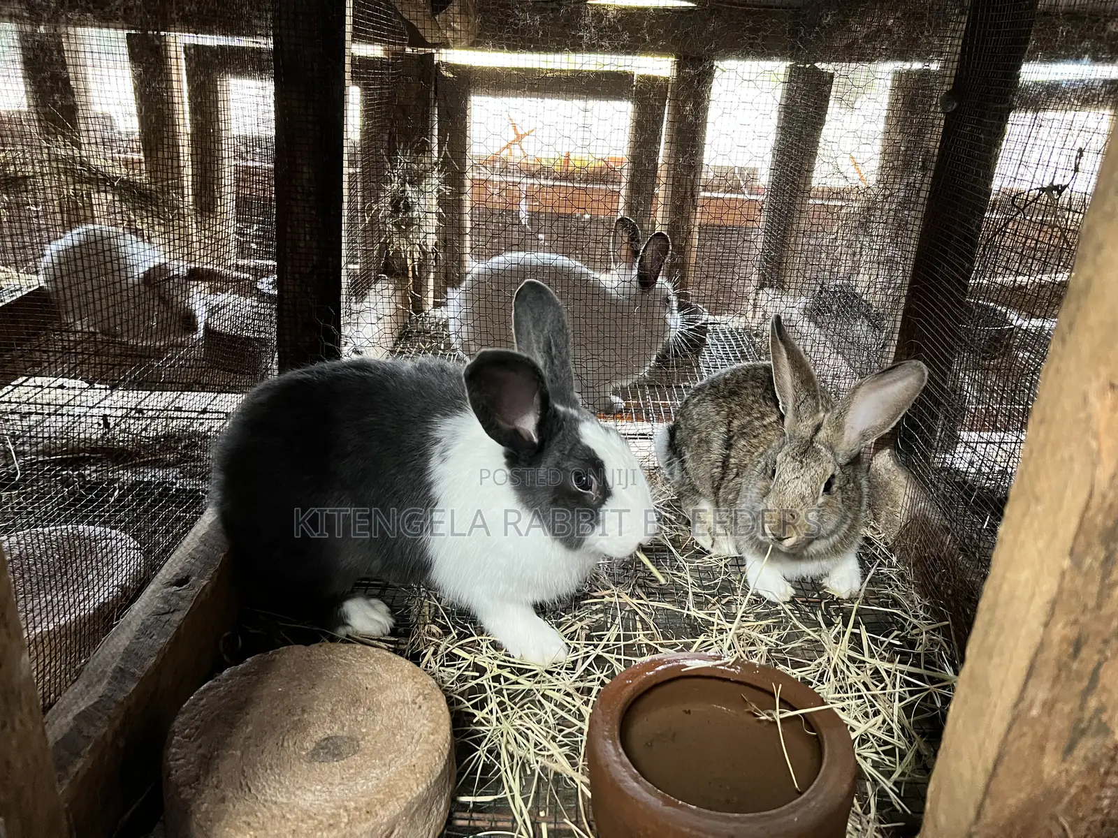 3months Rabbit Weaners