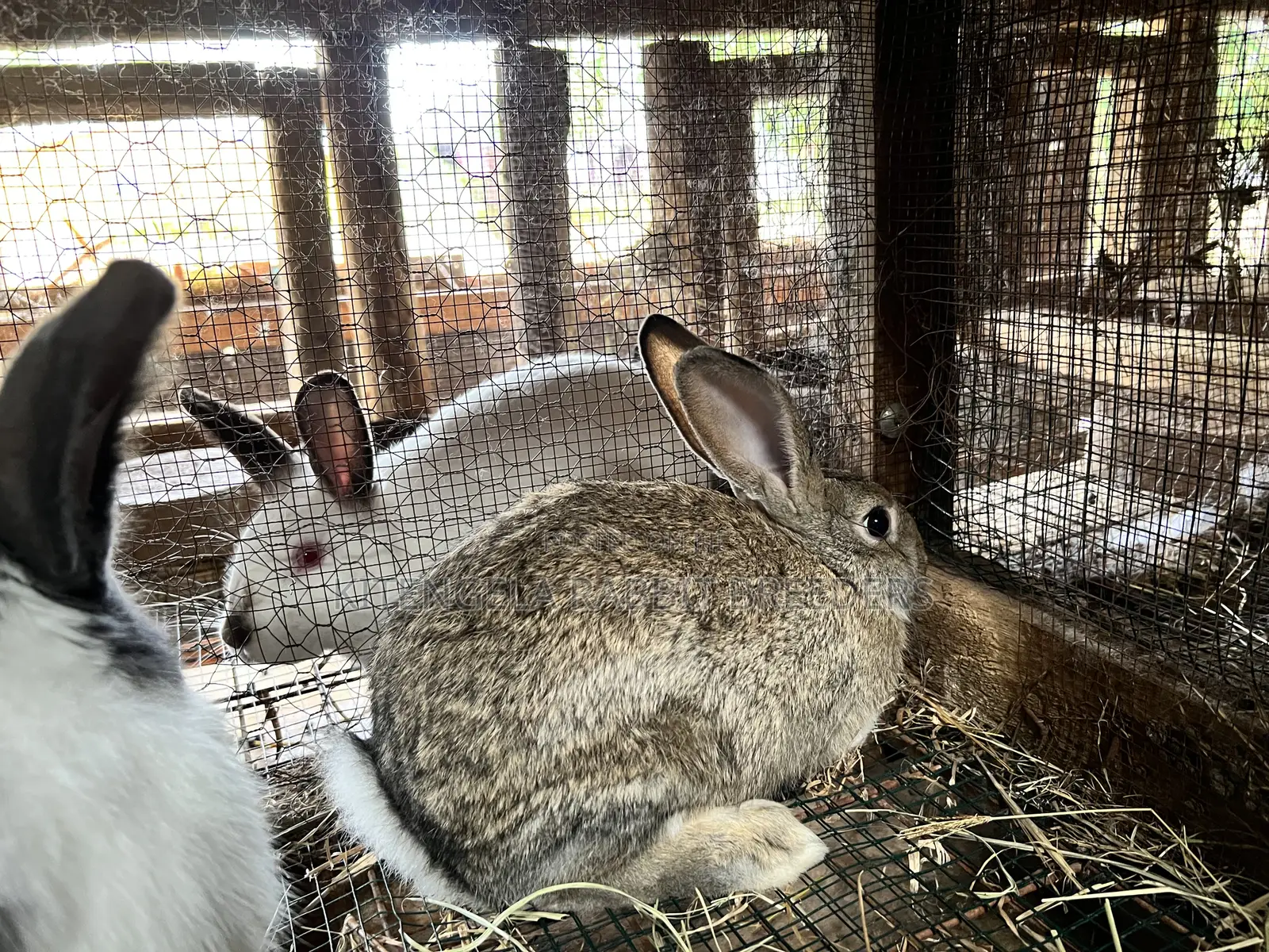 3months Rabbit Weaners
