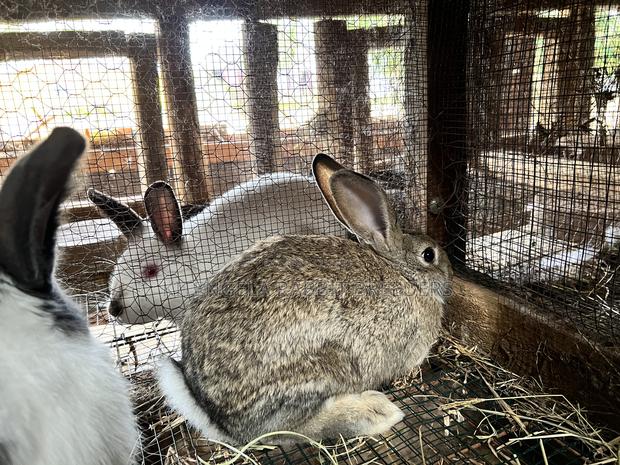 3months Rabbit Weaners - thumbnail 18
