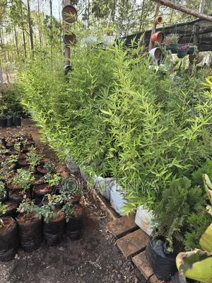 Bamboo Plants,6ft Bamboos - main view