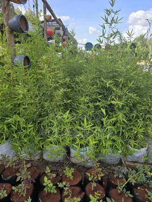 Fast Growing Bamboo Plants,Plants Bamboo