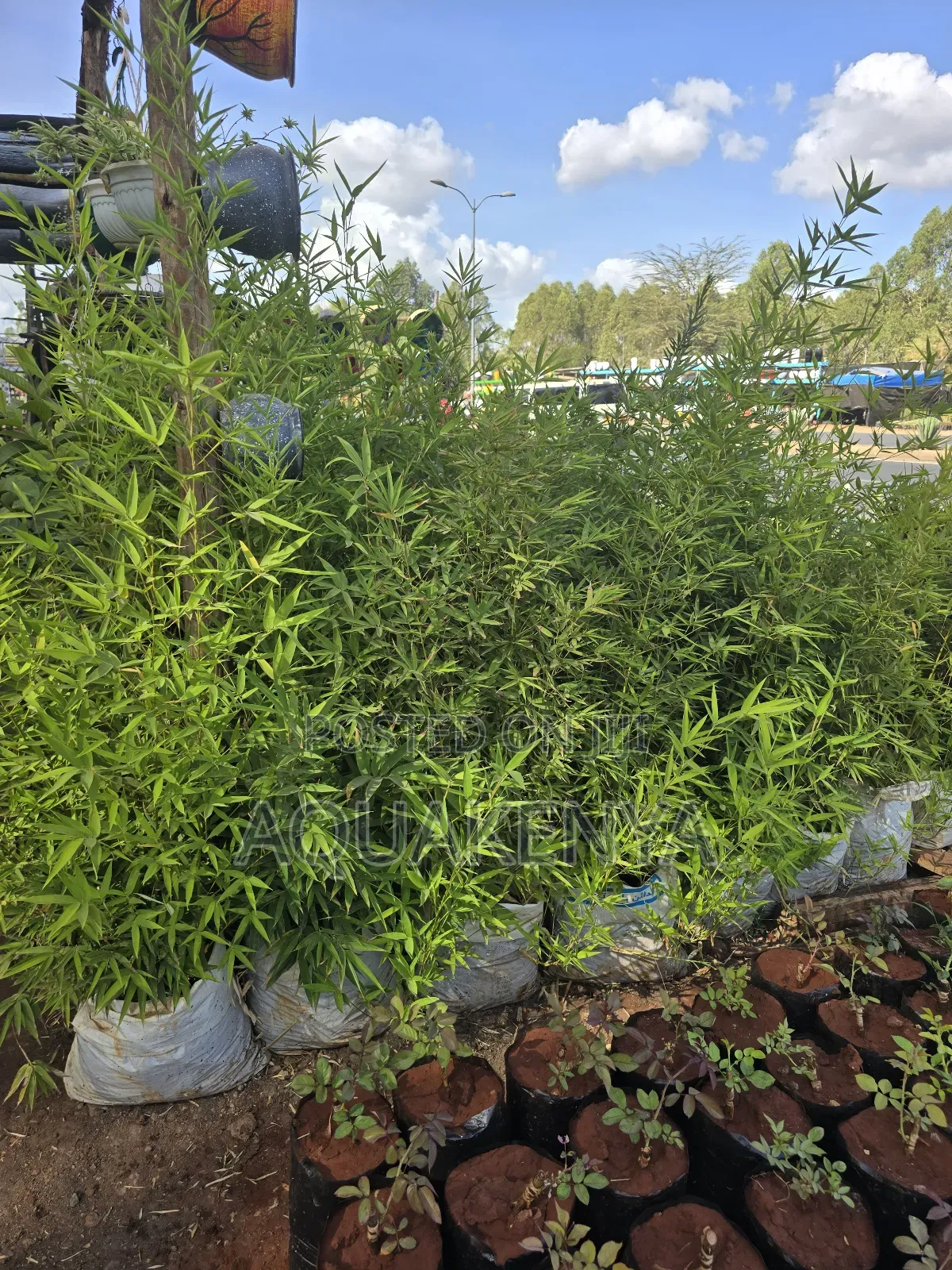 Bamboo Bags of Plants