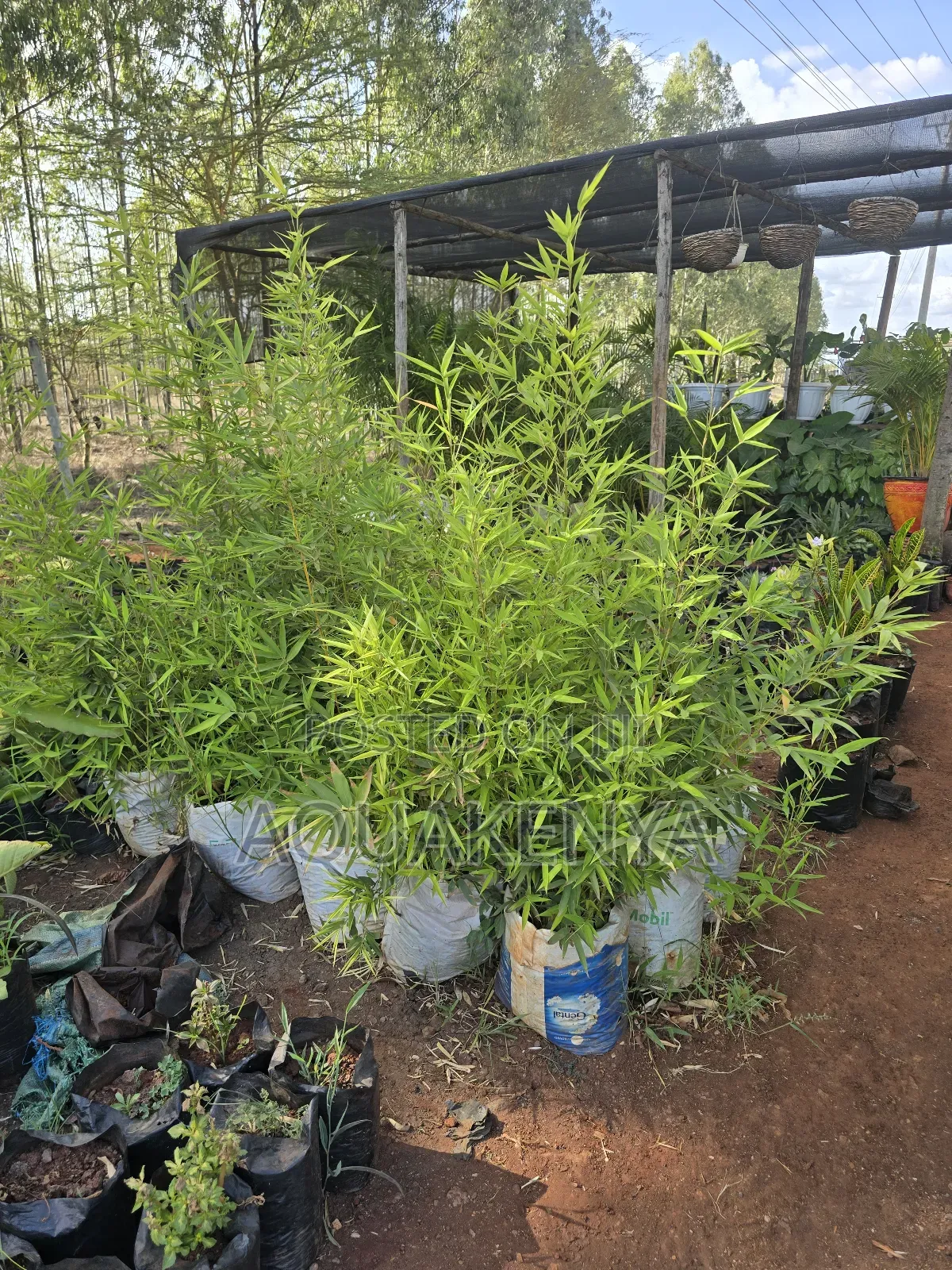 Bamboo Plants in Troughs,Bamboo