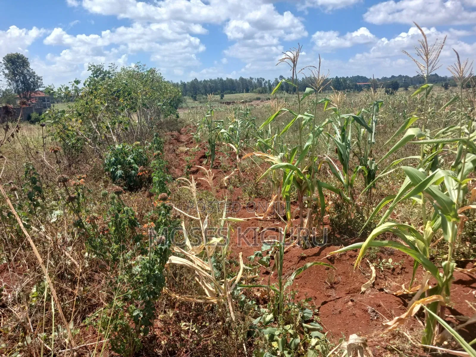 Thika 1/4 Residential Plots.
