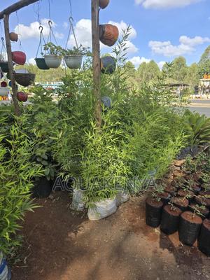 Bamboo Plants Very Adaptive,Long Lasting - main view