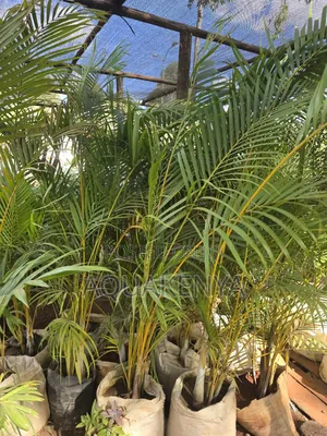 Healthy 6_8ft Golden Palms,Palms