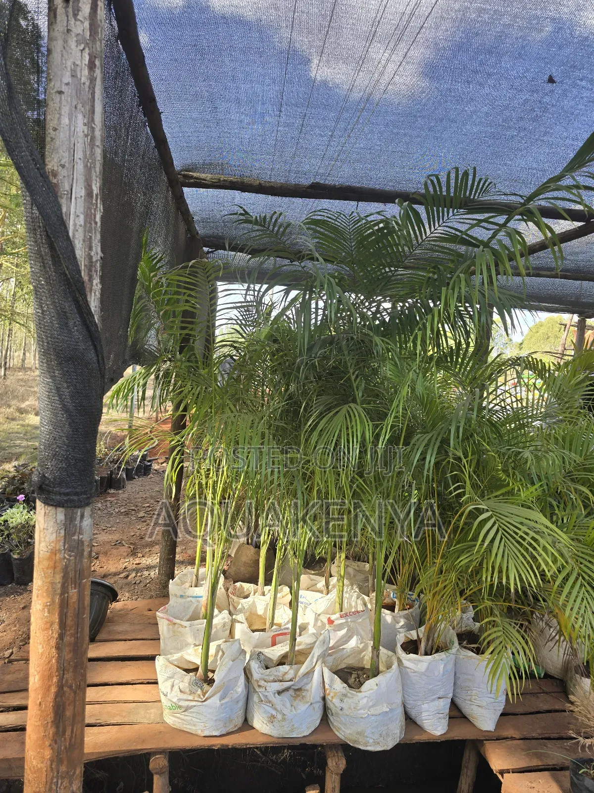 Royal Palms,Healthy Palms