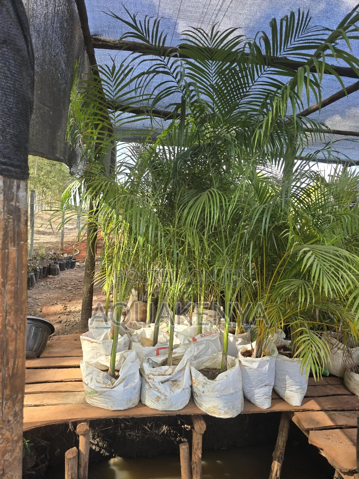 Driveways Plants,Royal Palms