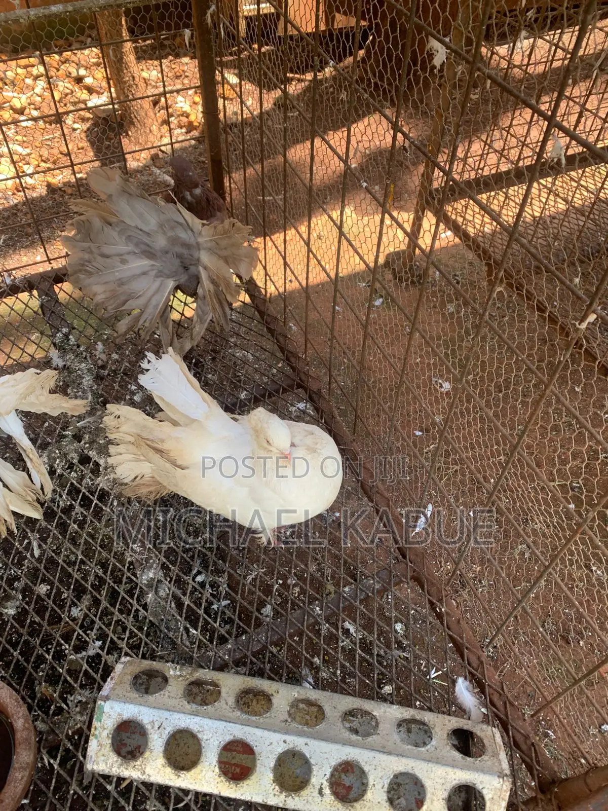 Pigeons( Fantails)
