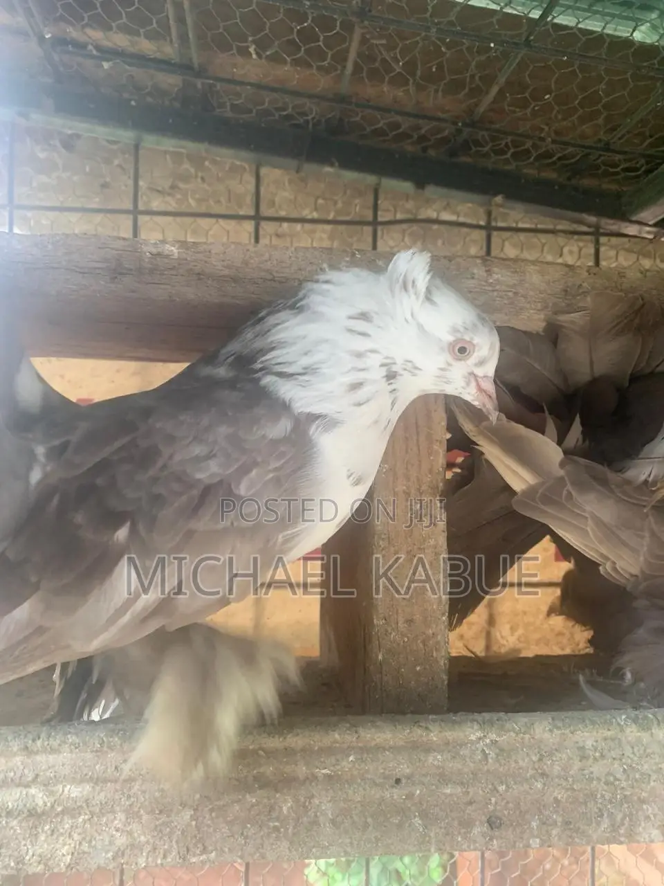 Pigeons( Fantails)