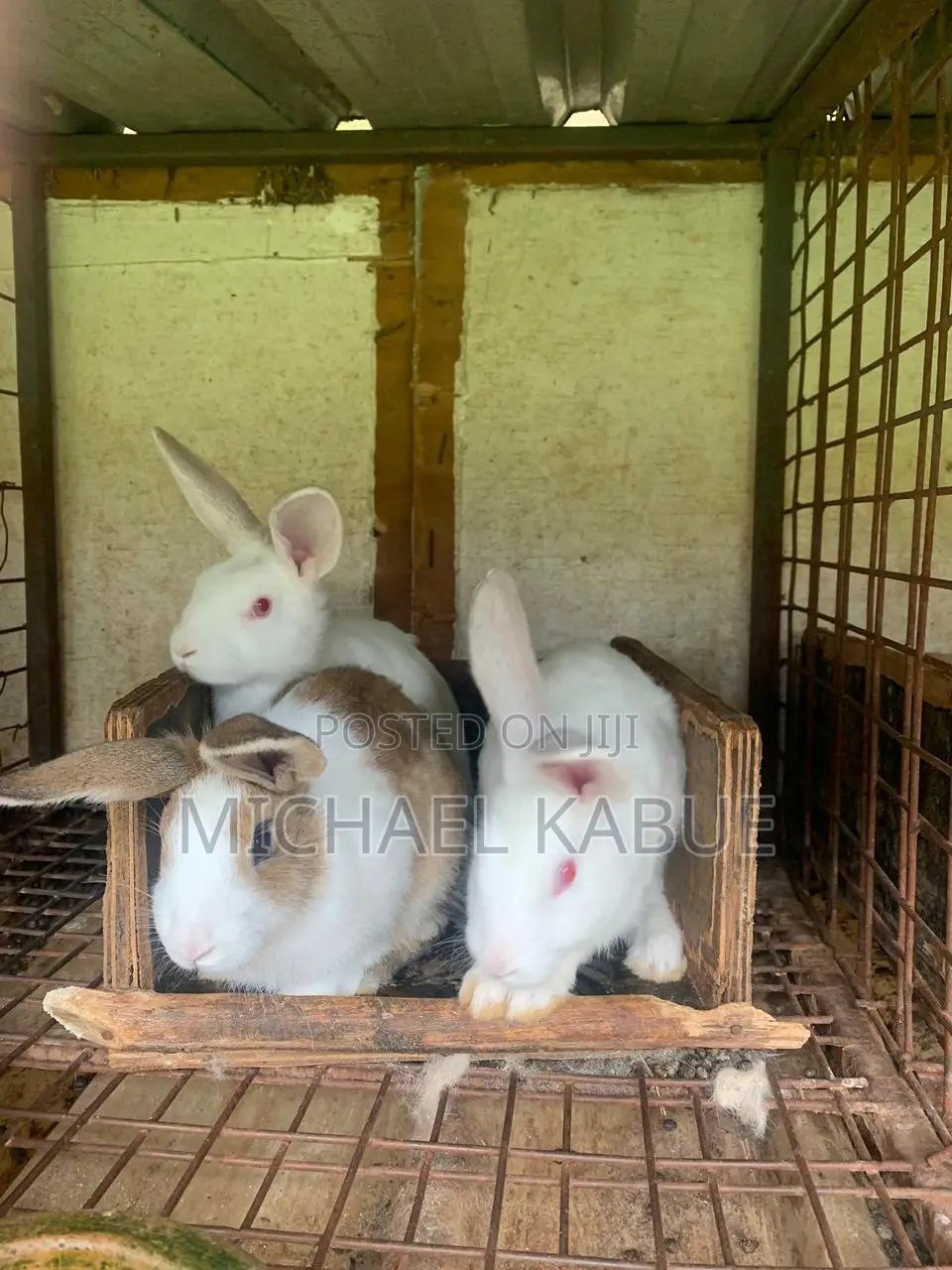 Rabbits and Bunnies
