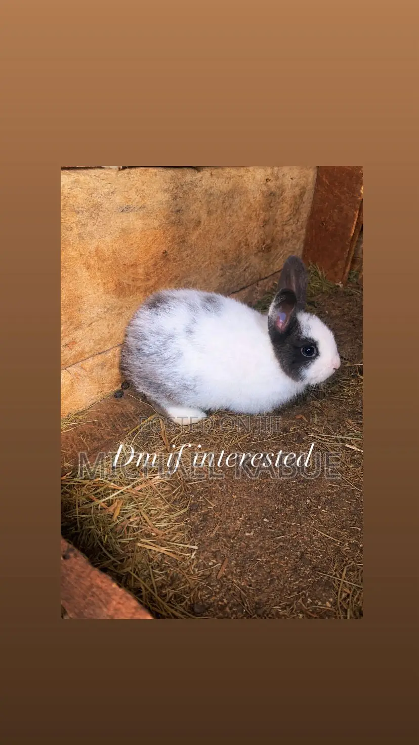 Rabbits and Bunnies