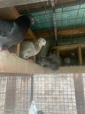 Pigeons(Local) - thumbnail 2