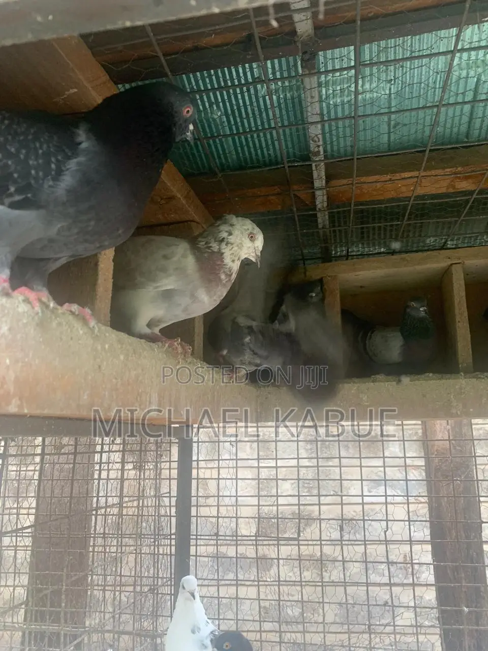 Pigeons(Local)