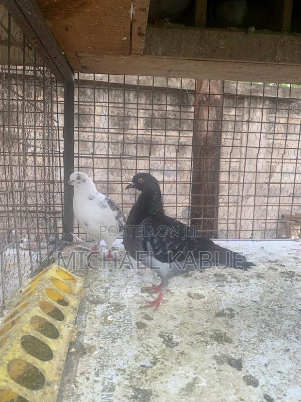 Pigeons(Local) - thumbnail 3