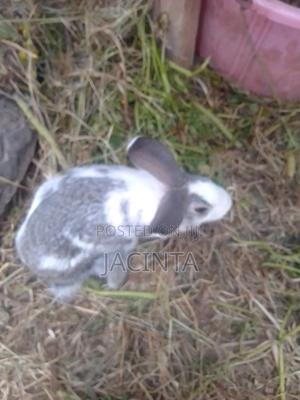 Farm Animal - main view