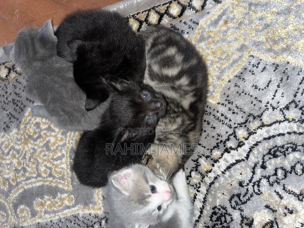 1-3 months Male Mixed Breed Cat