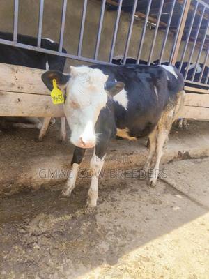 Gmac Diaries - 5 Months Old Fleckvie Heifer