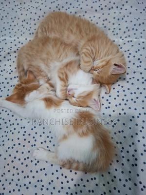 1-3 months Female Purebred Cat - thumbnail 2