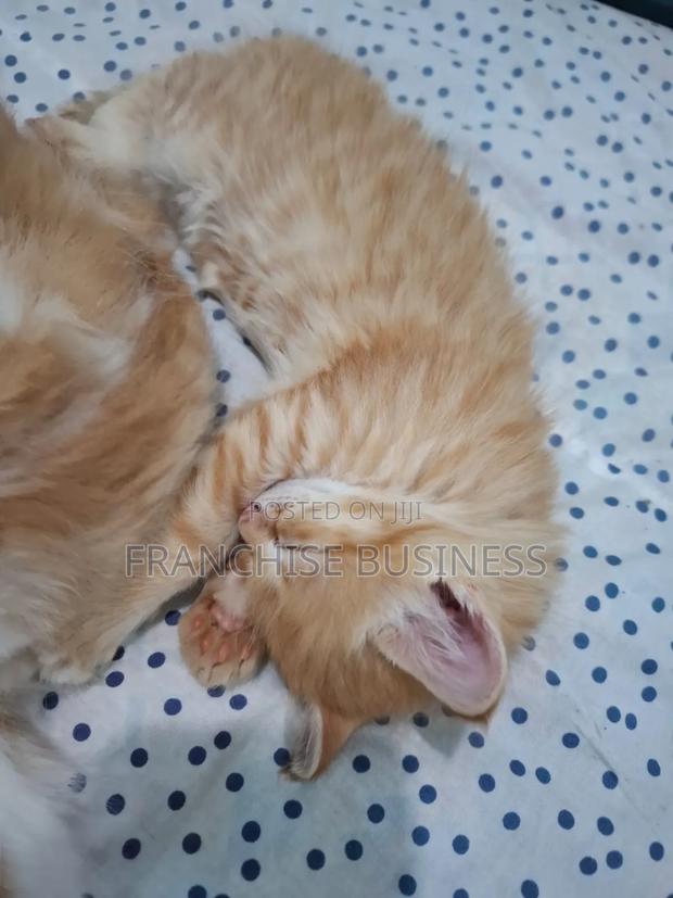 1-3 months Female Purebred Cat - thumbnail 3