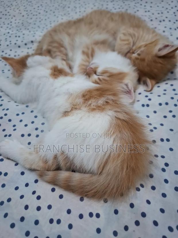 1-3 months Female Purebred Cat - thumbnail 4